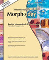 INTERNATIONAL JOURNAL OF MORPHOLOGY]