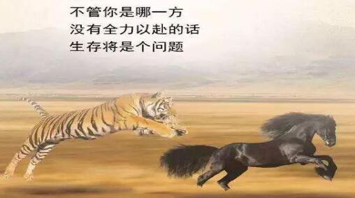 語言翻譯服務(wù)